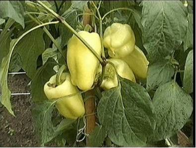 paprika-paprika_paradicsom_termesztese.jpg